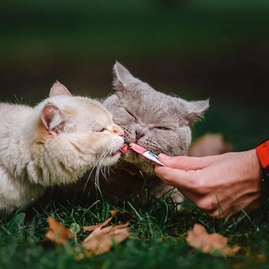 CHURU SNACK HÚMEDO DE ATÚN CON SALMÓN PARA GATOS X4 UND - 8