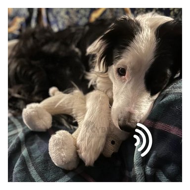 PELUCHE PERROS CON SONIDO RYBIU SONIDO FORMA HIPOALERGENICO Y SUAVE EN BLANCO