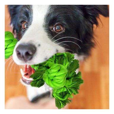 SOGA ALGODÓN PERRO MA29073 VERDE LIMON + PAPEL DE REGALO RYBIU