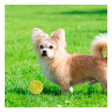 PELOTA PERROS MA29079 RYBIU Y CON RAYAS VERDE LIMON +PAPEL DE REGALO