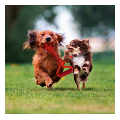 SOGA ALGODÓN MA29074 ROJO +PAPEL DE REGALO RYBIU