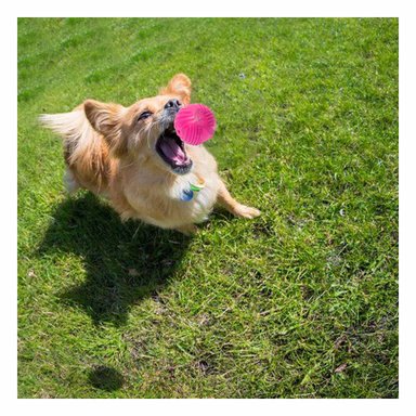 PELOTA PERRO MA29080 RYBIU PARA JUGAR RESISTENTE DIVERTIDO Y DURADERO ROSADO