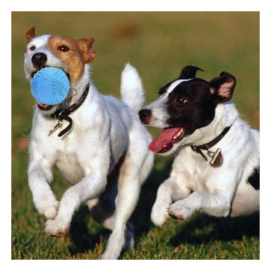 PELOTA PERRO MA29081 RYBIU DE ENTRETENIMIENTO CELESTE Y STICKERS