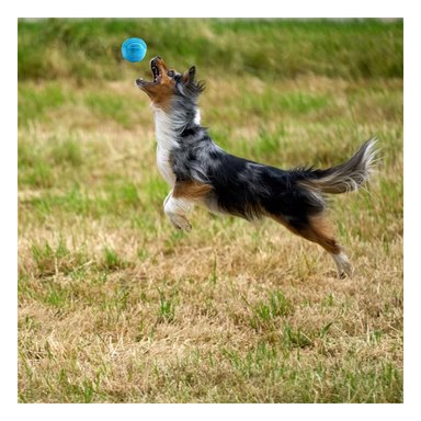 PELOTA PERRO MA29081 RYBIU ANTIESTRES PARAEN CELESTE Y AGENDITA