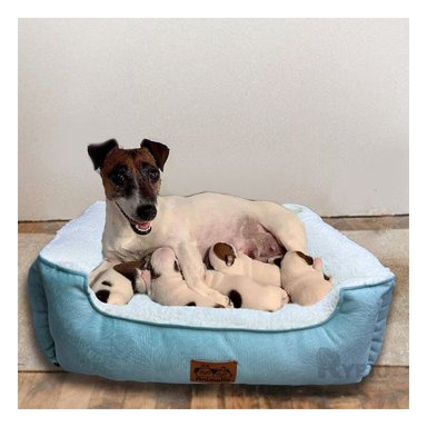 CAMA PERROS Y GATOS MA32263 RYBIU COLOR VERDE HADE Y PERLA TALLA S