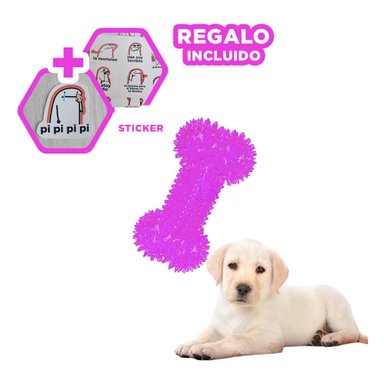 SET PERRO MA29847 RYBIU RESISTENTE DE HUESOS CON LUZ MORADO Y STICKERS