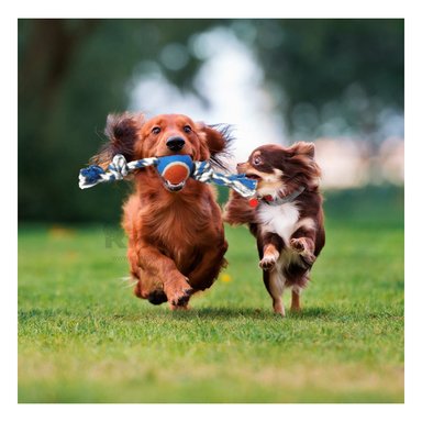 SOGA ALGODÓN PERRO MA29964 MULTICOLOR +AGENDITA RYBIU