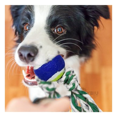 SOGA ALGODÓN PERRO MA29965 Y PELOTA DE TENNIS MULTICOLOR +PAPEL DE REGALO RYBIU