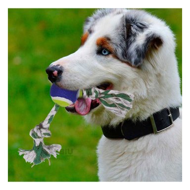 SOGA ALGODÓN PERRO MA29965 CON PELOTA DE TENIS MULTICOLOR RYBIU