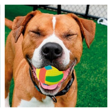 PELOTA PERRO MA30032 SENCILLO USAR TONO AMARILLO Y AGENDITA RYBIU