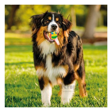 PELOTA PERRO MA30032 DISEÑO AMIGABLE COLOR AMARILLO Y STICKERS RYBIU