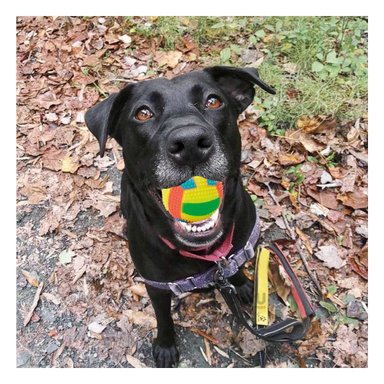 PELOTA PERRO MA30032 A RAYAS MULTICOLOR CON LUZ Y SONIDO TONO AMARILLO RYBIU