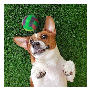 PELOTA PERROS MA30031 RYBIU INTERACTIVA PARA JUEGOS VERDE +PAPEL DE REGALO - 2