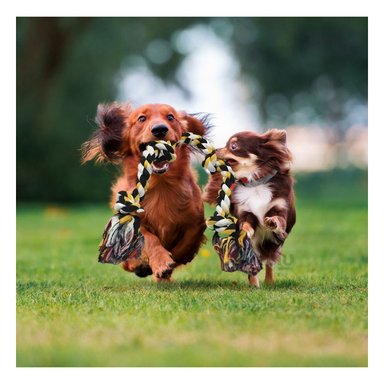 SOGA ALGODÓN PERRO MA29955 MARRON +AGENDITA RYBIU