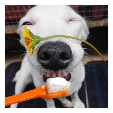 KIT PERRO Y GATO RIPLEY MA29836 PET MANGO LARGO 4 PIEZAS + AGENDITA