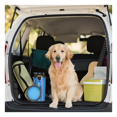 BEBEDERO PERRO MA29628 MODERNO COLOR AZUL Y STICKERS RYBIU