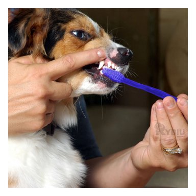 LIMPIEZA BUCAL PERRO Y GATO RYBIU MA29502 KIT ESENCIAL MASCOTAS AZUL + AGENDITA