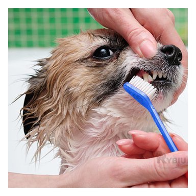 LIMPIEZA BUCAL PERRO Y GATO RYBIU MA29502 KIT COMPLETO HIGIENE MASCOTAS COLOR AZUL