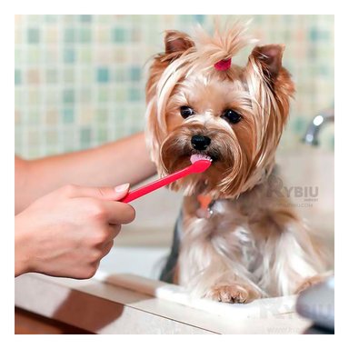 CEPILLO DENTAL PERRO Y GATO RYBIU MA29618 KIT COMPLETO CUIDADO MASCOTAS MULTICOLOR