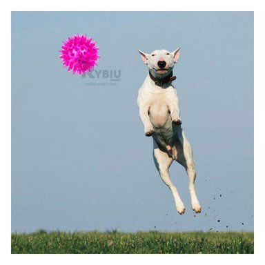 SET PELOTA PERRO MA29856 RYBIU ENTRETENIDO ROSADO Y STICKERS