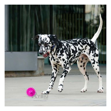 SET PELOTA PERRO Y GATO MA29856 RYBIU 3 ESFERAS LUMINOSAS DE PUAS ROSADO Y PAPEL DE REGALO