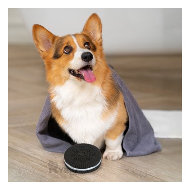 PEINE PERRO Y GATO MA29623 RYBIU DIVERTIDO FORMA GALLETA NEGRO Y STICKERS