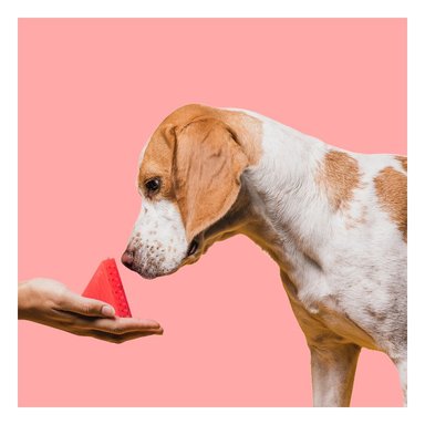 JUGUETE PERRO MA29625 RYBIU DIVERTIDO FORMA SANDIA ROJO Y STICKERS - 5