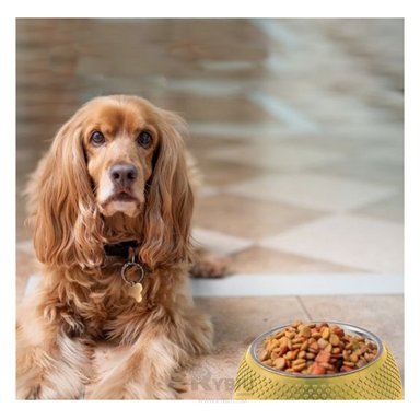 PLATO ACERO INOXIDABLE PERRO Y GATO MA29882 COMIDA PET COLOR AMARILLO Y AGENDITA RYBIU