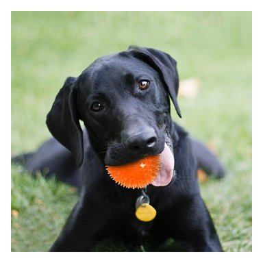SET PELOTA PERRO Y GATO MA29860 RYBIU 3 CON PUAS MASTICABLES CON LUZ LED NARANJA