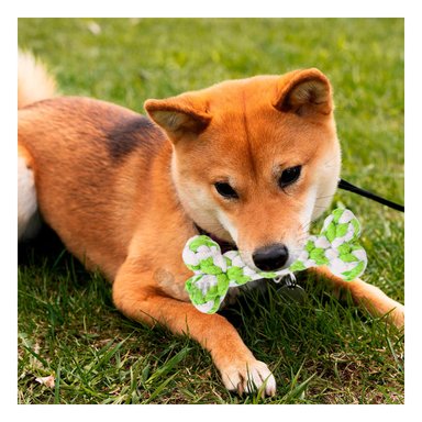 JUGUETE PERRO ALGODÓN MA29937 RYBIU DIVERTIDO TONO VERDE Y PAPEL REGALO