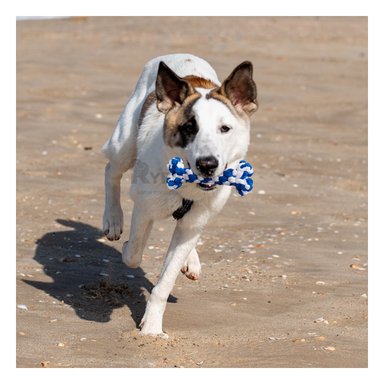 JUGUETE PERRO ALGODÓN MA29938 RYBIU CON DISEÑO TRENZADO AZUL Y AGENDITA