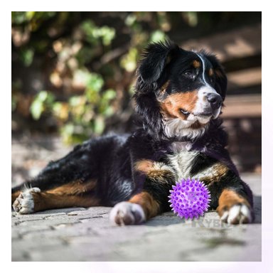 SET PERRO Y GATO MA29857 RYBIU 3 PELOTAS DE PUAS CON LUZ LED MORADO