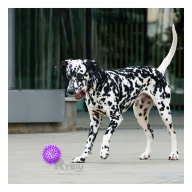 SET PELOTA PERRO Y GATO MA29857 RYBIU 3 ESFERAS LUMINOSAS DE PUAS MORADO Y PAPEL DE REGALO