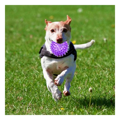 SET PERRO MA29857 RYBIU ENTRETENIDO DE PELOTAS PARA MORADO Y STICKERS