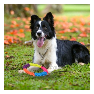 ARO PERRO MA31000 RYBIU RESISTENTE PARA DOG DE 14.5 CM MULTICOLOR Y STICKERS