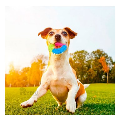 ARO PERRO MA30999 RYBIU RESISTENTE PARA DOG DE 11 CM MULTICOLOR Y STICKERS