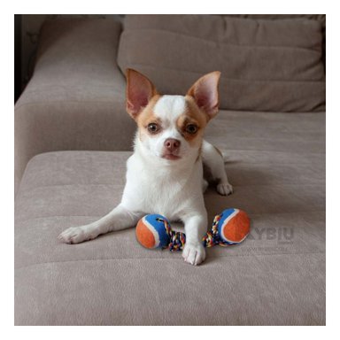 JUGUETE PERRO ALGODÓN MA29941 RYBIU BOLAS DOBLE ATADAS NARANJA Y AGENDITA