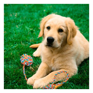 JUGUETE PERRO ALGODÓN MA29947 RYBIU CUERDA RESISTENTE MULTICOLOR Y PAPEL REGALO