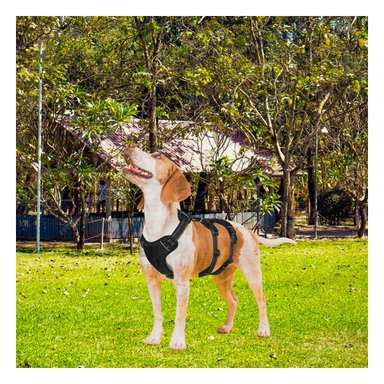 PECHERA PERROS MA30091 RYBIU AJUSTABLE CON INTERIOR AGRADABLE S NEGRO Y+AGENDITA