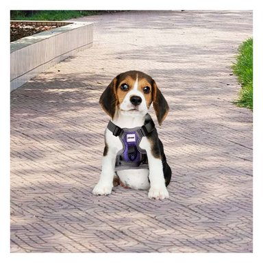 PECHERA PERROS MA30090 RYBIU S MORADO Y+PAPEL DE REGALO - 5