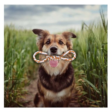 CUERDA ENTRETENIDA PARA MASCOTA ANARANJADO Y+REGALO STICKERS