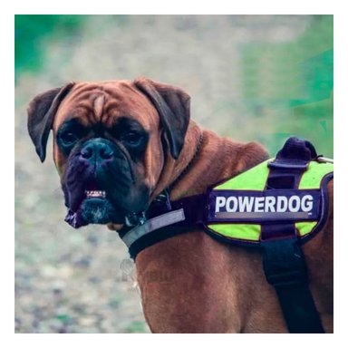 ARNÉS PERROS MA30969 RYBIU CANINO PROFESIONAL TALLA S ANARANJADO Y+AGENDITA