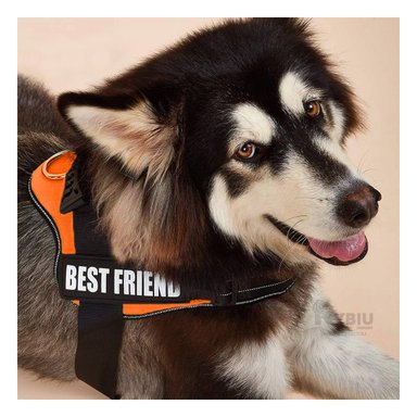 ARNÉS PERROS MA1830 RYBIU CANINO PROFESIONAL TALLA S ANARANJADO Y+AGENDITA