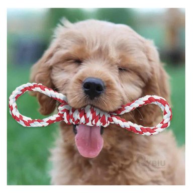 CORTAUÑAS DE FACIL USO DE COLOR ROJO Y+REGALO AGENDITA