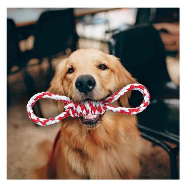 CORTAUÑAS PERFECTA PARA GATO DE ROJO Y+PAPEL DE REGALO