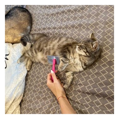 PEINE PERRO Y GATO RYBIU MA31226 TAVERSATIL Y DURADERO FUCSIA + STICKERS