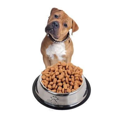 PLATO ACERO PERRO MA31273 HUELLITAS MASCOTA TALLA XL Y STICKERS RYBIU