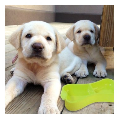PLATO PERRO Y GATO MA31294 DOBLE FORMA HUESO ANCHO PET COLOR VERDE RYBIU - 2