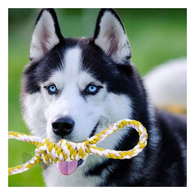 CUERDA PERRO MA31101 RYBIU RESISTENTE A MORDISCOS DE AMARILLO Y STICKERS