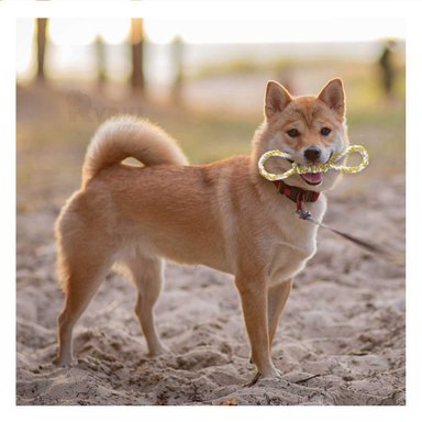 CUERDA PERRO MA31101 RYBIU PARA MASTICAR AMARILLO Y PAPEL DE REGALO